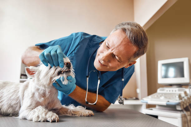 Best Emergency Wisdom Teeth Removal in Belleview, FL